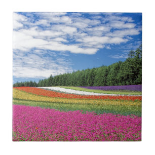 Campo de Flores
