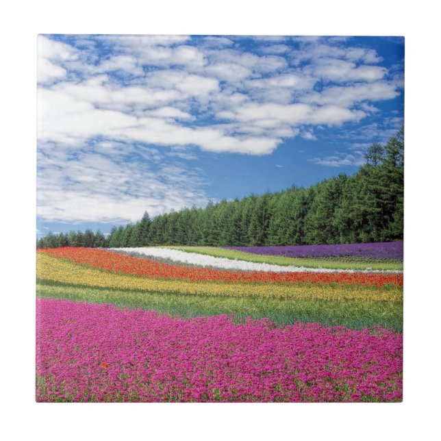 Campo de Flores (Frente)