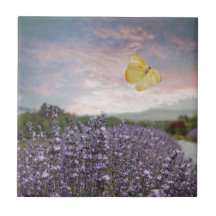 Campo de flores da lavanda, céu azul, por do sol