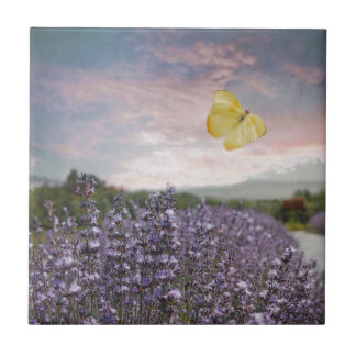 Campo de flores da lavanda, céu azul, por do sol