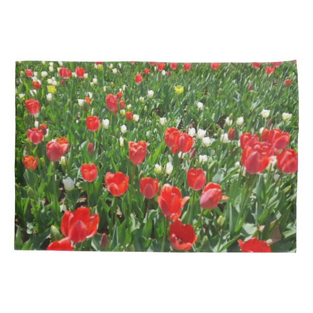 Campo de Flores de Tulipa Vermelha Fotografia da N (Verso)