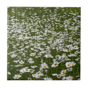 Campo de flores silvestres do Alasca da Daisies