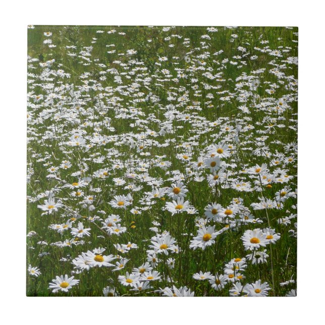 Campo de flores silvestres do Alasca da Daisies (Frente)