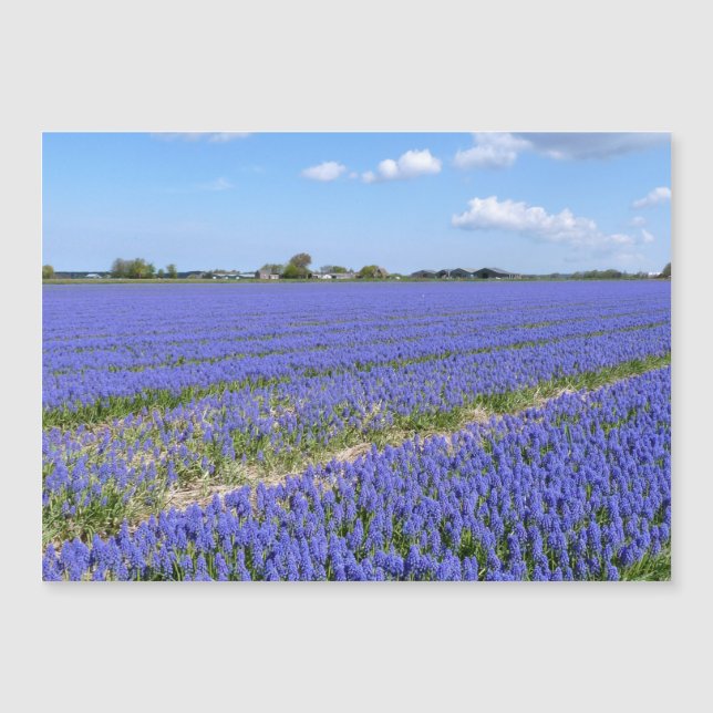 Campo de Hyacinths (Frente)