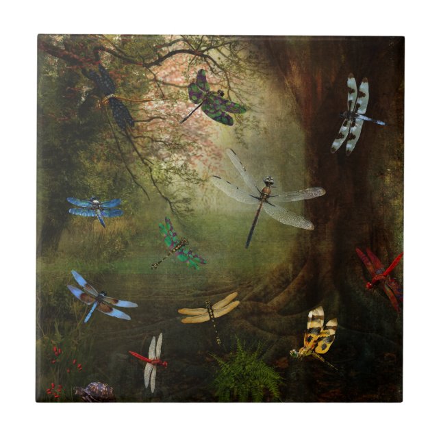 Campo de jogos da libélula (Frente)