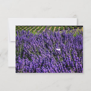 Campo de Lavanda Cartão Pessoal Personalizado