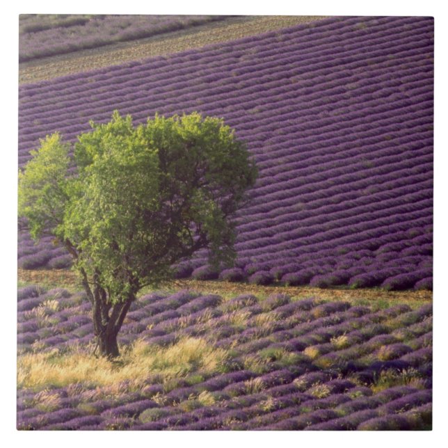 Campo de lavanda na Alta Provença, França (Frente)