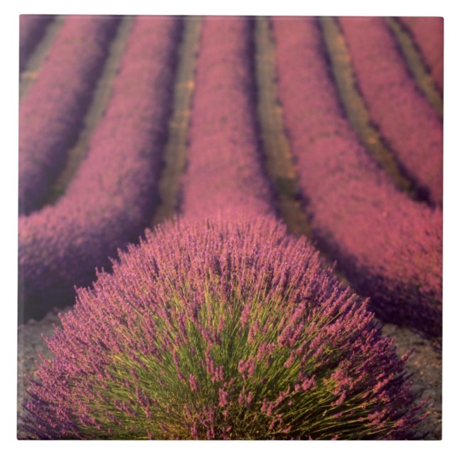 Campo de lavanda na Alta Provença, França 2 (Frente)