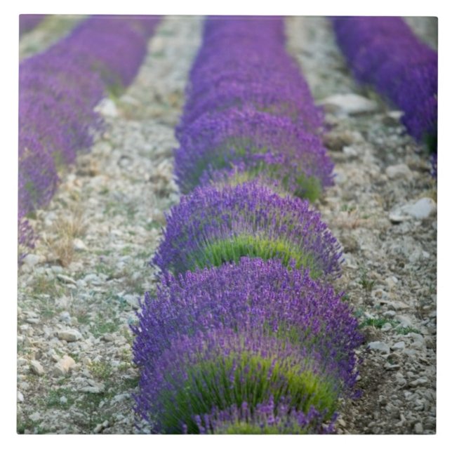 Campo de lavanda, Provença, França (Frente)