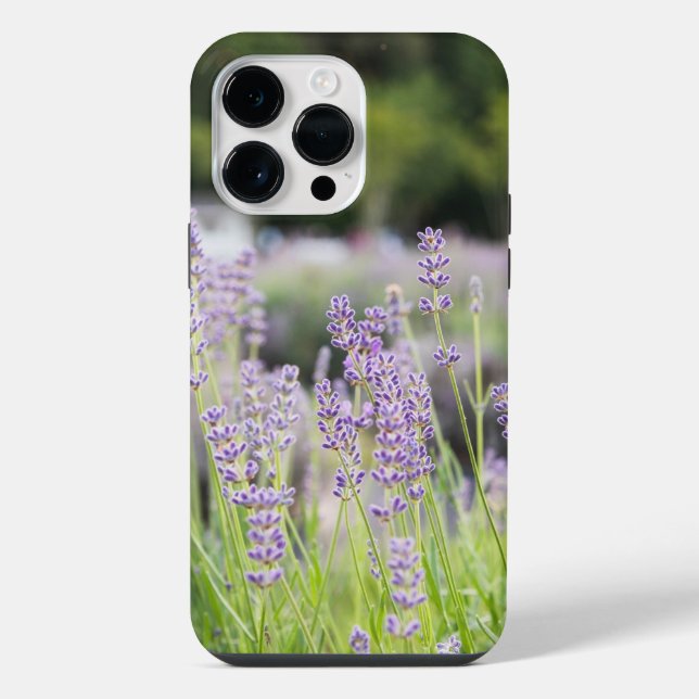 Campo de Lavanda Sereno (Verso)