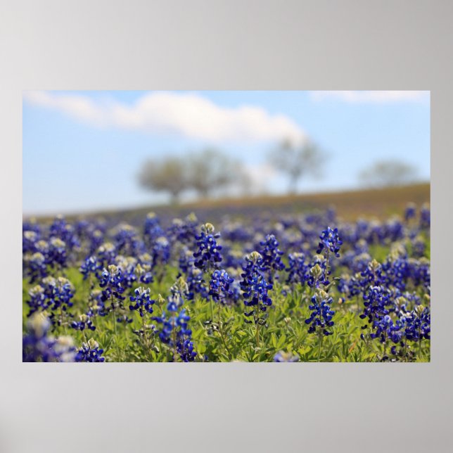 Campo de Poster de Bluebonnets (Frente)