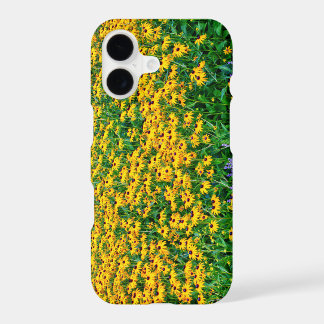 Campo de Rudbeckia Hirta e Lavanda