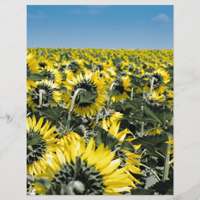 Campo de Sunflower (Frente)