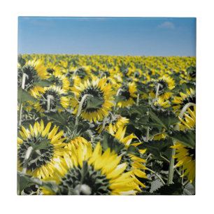 Campo de Sunflower