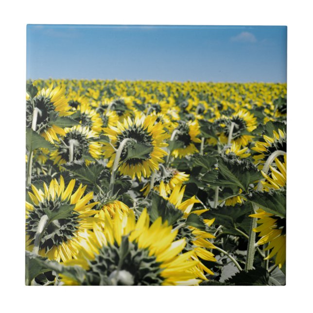 Campo de Sunflower (Frente)