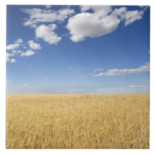 Campo de trigo