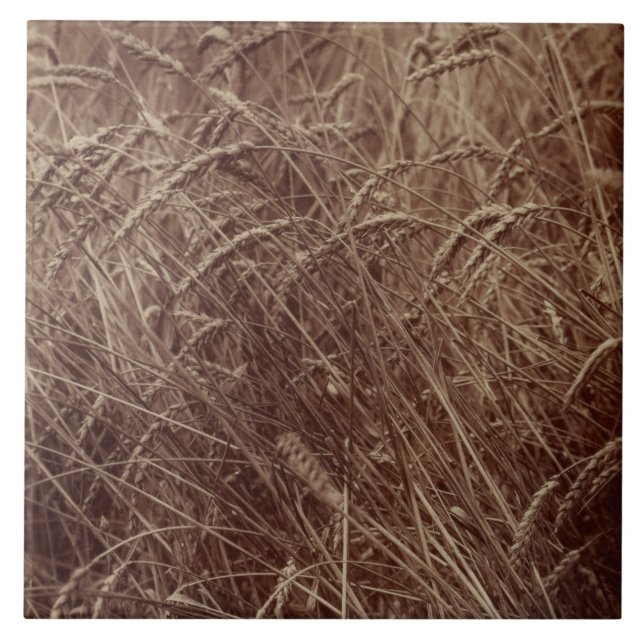 Campo de trigo (por Eugène Atget) (Frente)