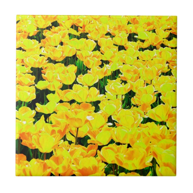 Campo de tulipa - ouro amarelo (Frente)