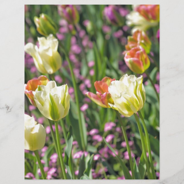 Campo de tulipas (Frente)