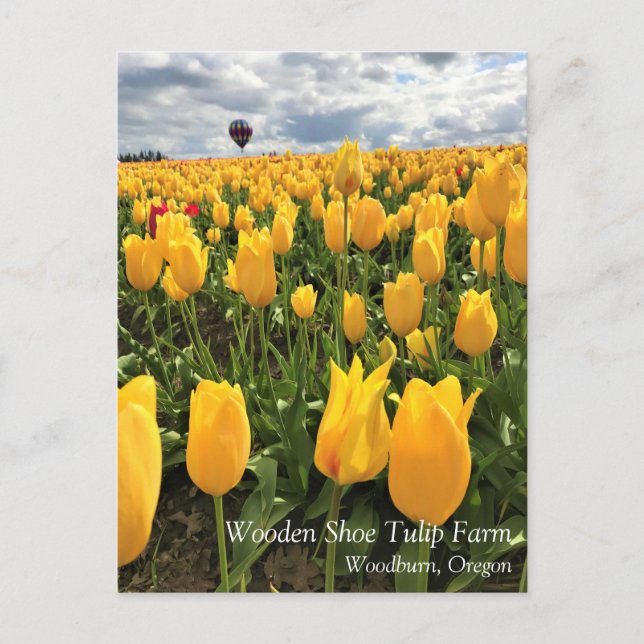 Campo de Tulipas Amarelas com Cartão Postal de Bal (Frente)