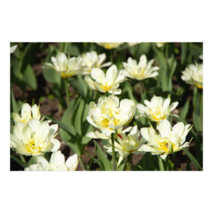 Campo de tulipas brancas Foto