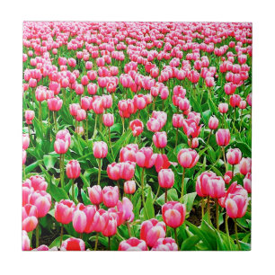 Campo de tulipas cor-de-rosa