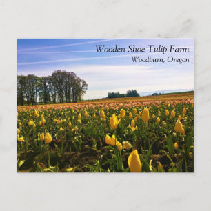 Campo de Tulipas Lindas, Cartão Postal do Oregon