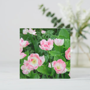 Campo de tulipas rosa