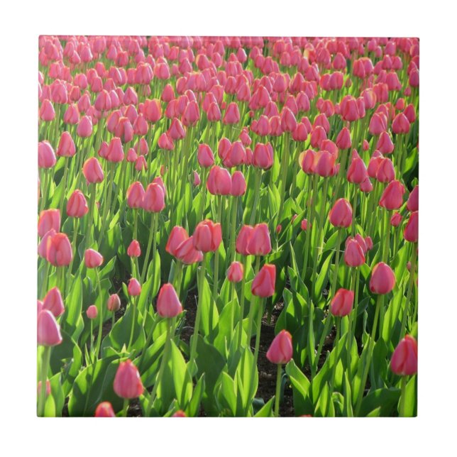 Campo de Tulipas Rosa (Frente)