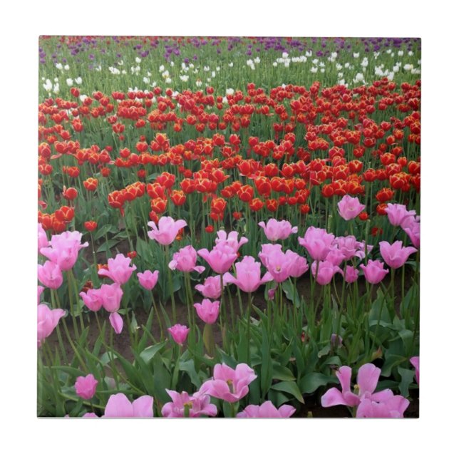 Campo de Tulipas Rosa e Vermelho, Oregon (Frente)