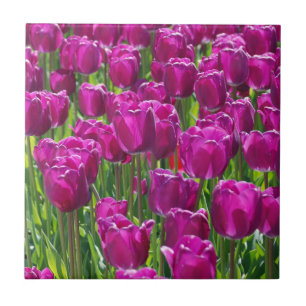 Campo de Tulipas Roxas