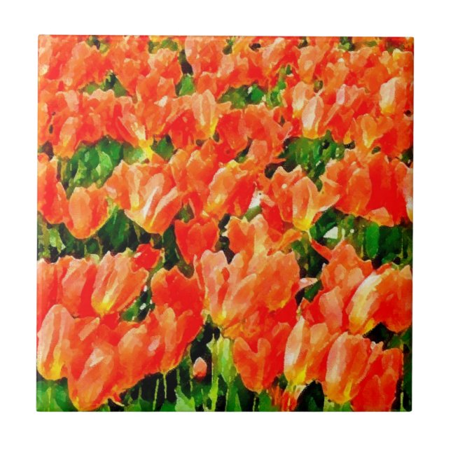 Campo laranja de tulipas (Frente)