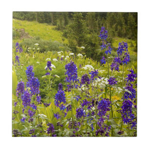 Campo roxo