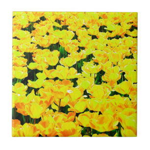 Campo Tulip - ouro amarelo