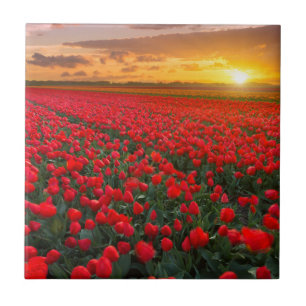 Campos da tulipa no por do sol nos Países Baixos