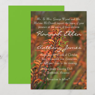 Campos de convite de Agave laranja brilhante