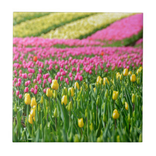 Campos de Cores
