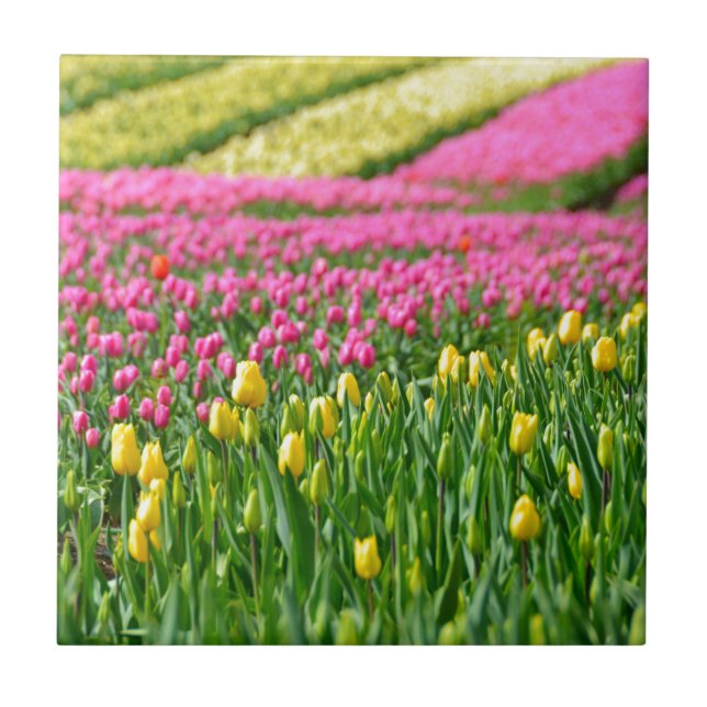 Campos de Cores (Frente)
