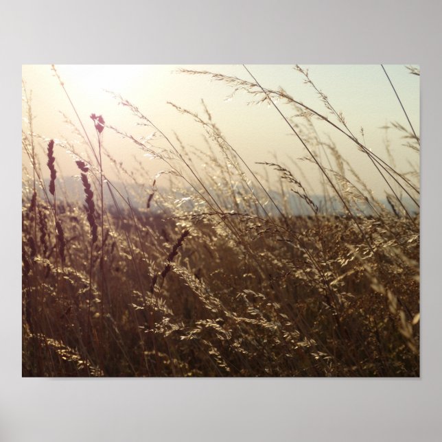 Campos de grama Amarelo Papel Poster (Matte) (Frente)
