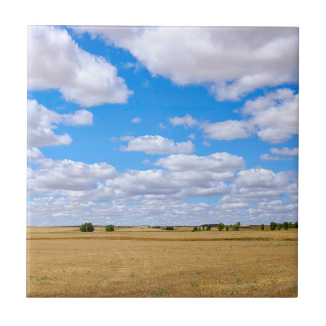Campos de trigo colhidos (Frente)