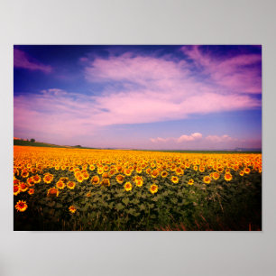 Campos Sunflower Colorizados Poster