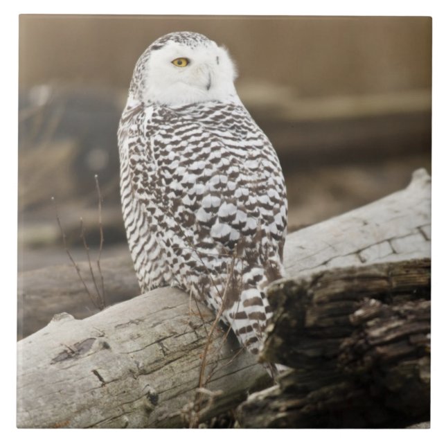 Canadá, Boundary Bay, Snowy Owl (Frente)