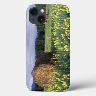 Canada, British Columbia, Kitwanga. Yellow