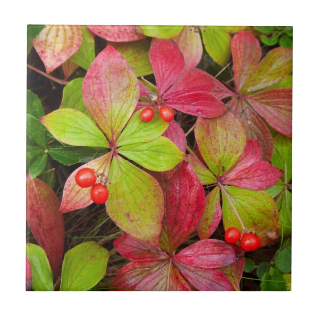 Canadá, Colúmbia Britânica, Monte Robson (Frente)