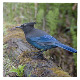 Canadá: Colúmbia Britânica, Yoho NP, Charneca-azul
