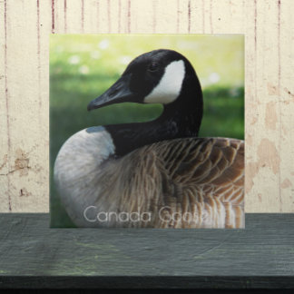 Canadá Foto de Wildlife
