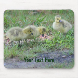 Canada Geese Babies Nature Photo Mousepad