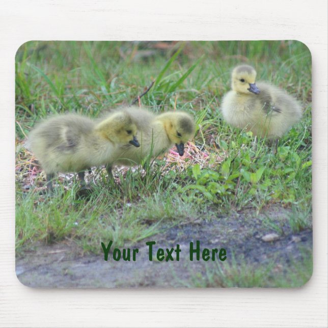 Canada Geese Babies Nature Photo Mousepad (Frente)