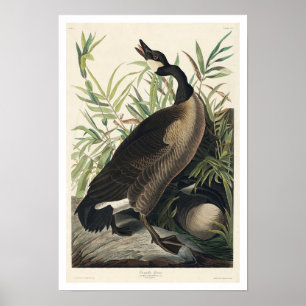Canadá Goose by Audubon Poster