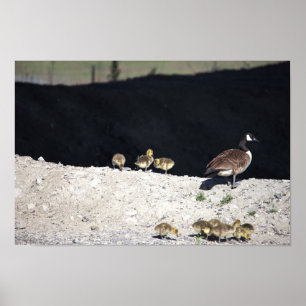 Canadá Goose com Babies Poster